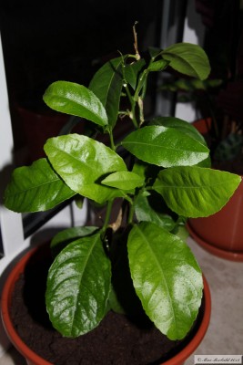 20151128_04.JPG