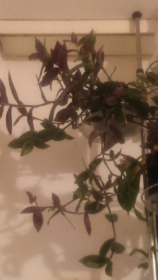 IMAG8117.jpg