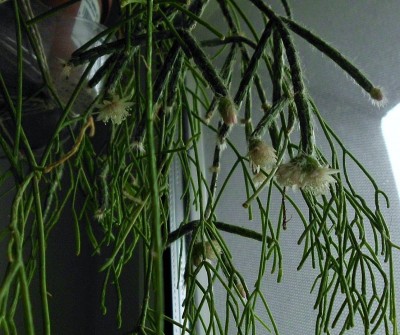 R. pilocarpa.JPG