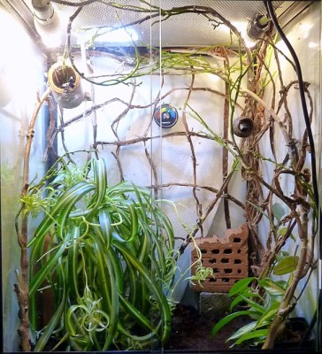 151204-terrarium.jpg