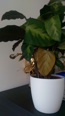 IMAG0872.jpg