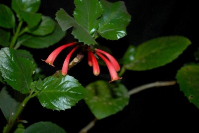 Dermatobotrys 023pp.jpg