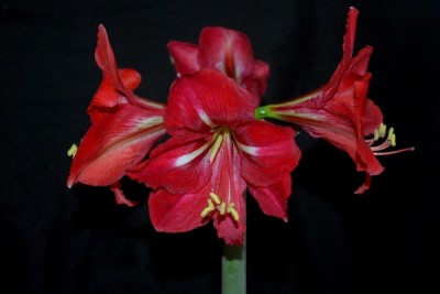 Hippeastrum15 025pp.jpg