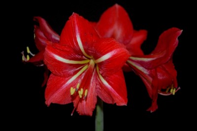 Hippeastrum15 026pp.jpg