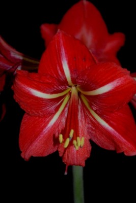 Hippeastrum15 029pp.jpg