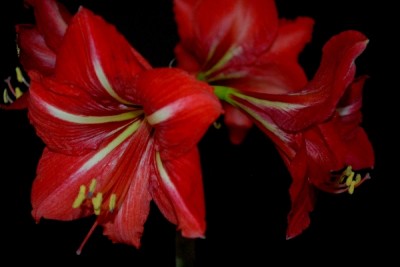Hippeastrum15 030pp.jpg