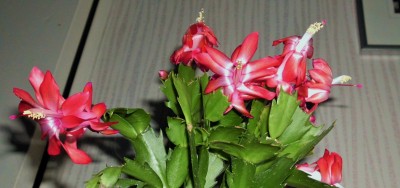 Noid November 2015 (1).JPG