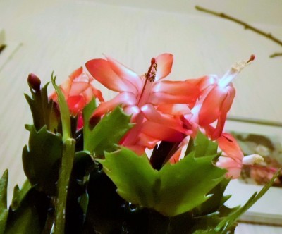 Noid Novemeber 2015 (2).JPG