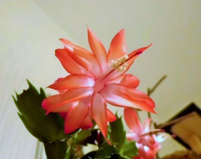 Noid November 2015  (3).JPG