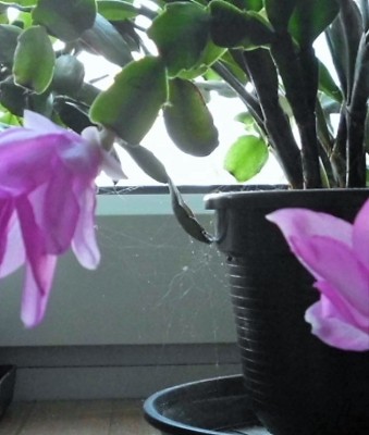 Tradescantia (23).JPG