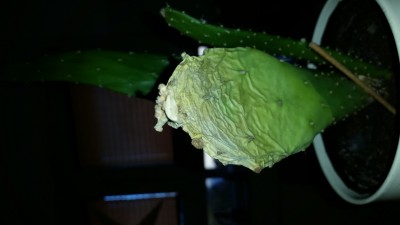 IMG-20151209-WA0007.jpeg