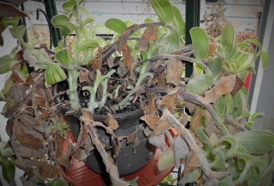 T. sillamontana (1).JPG