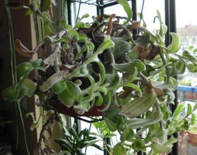 T. sillamontana (2).JPG