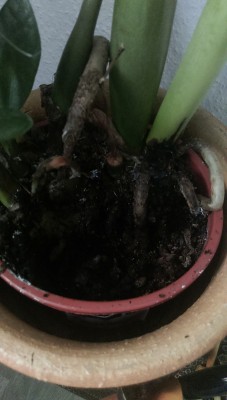 IMAG0138.jpg
