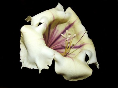 Solandra maxima.JPG