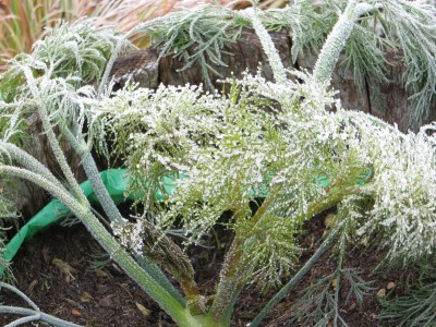 green 084.jpg