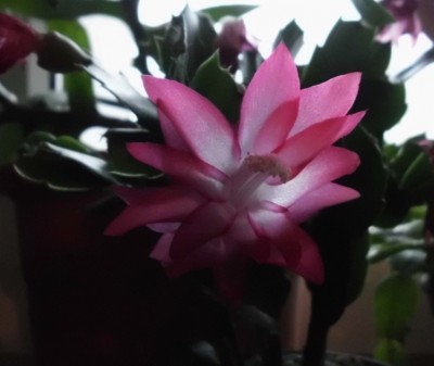 Russian Dancer (2).JPG