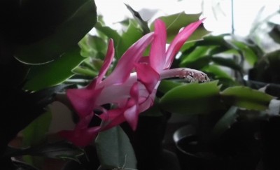 Russian Dancer (3).JPG