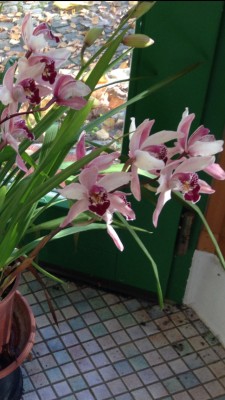 Orchidee.jpg