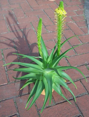 bulbine_natalensis1.jpg