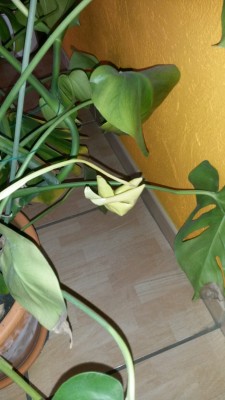 20151223_130515_resized - Kopie.jpg