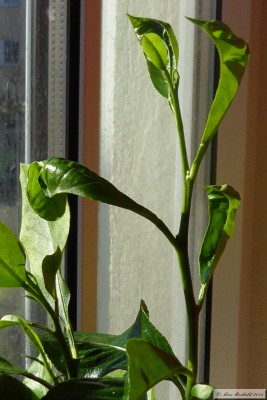 20151229_12.JPG