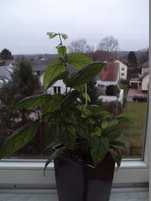 K800_20151231 Losbaum.JPG