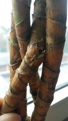 20160102_125401.jpg