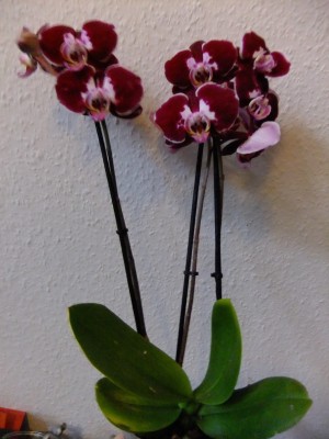 2016_0102029.JPG
