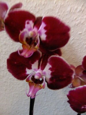 2016_0102032.JPG