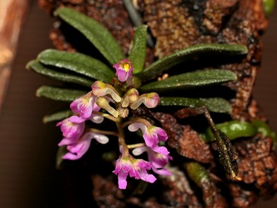 Schoenorchis fragrans (1).jpg