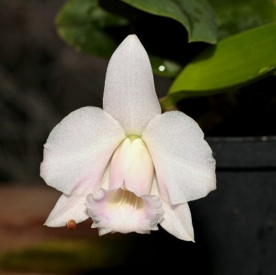 Cattleya alaorii (1).jpg