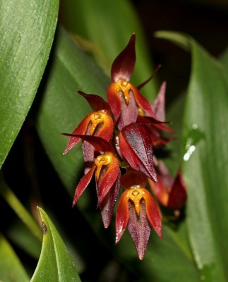 Pleurothallis rowleei (1).jpg