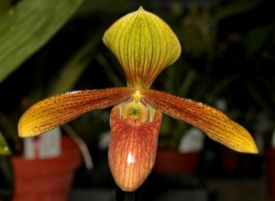 Paphiopedilum Wössner Goldsuk (1).jpg