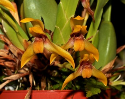 Camaridium cucullatum (1).jpg