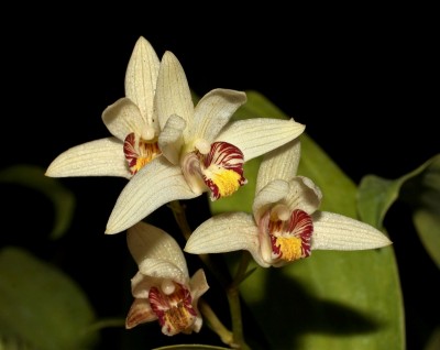 Eria coronaria (1).jpg