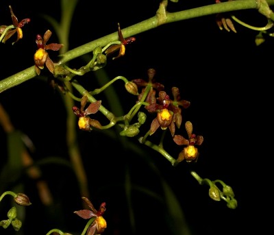 Cyrtochilum cf. murinum (1).jpg