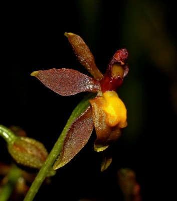Cyrtochilum cf. murinum (3).jpg