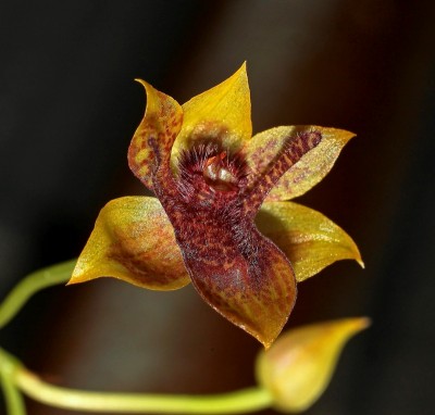 Trichoceros antennifer (1).jpg