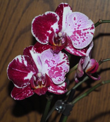 Orchidee.jpg