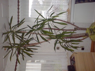 Yucca - wie kürzen ohne das sie mir eingeht? · Pflegen & Schneiden