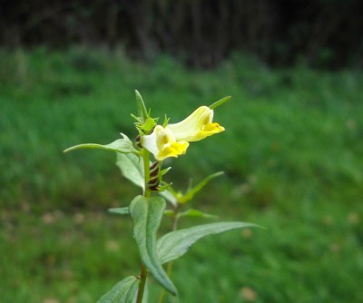 Wiesen-Wachtelweizen (Melampyrum pratense).JPG
