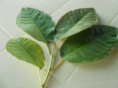 DSCN1115.JPG