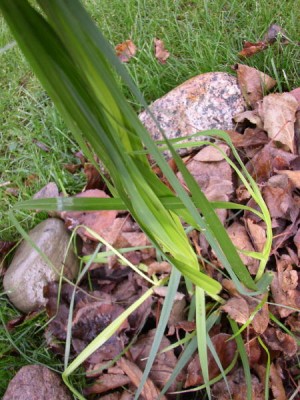 PB140097_01.jpg