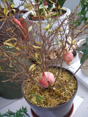 granatapfel 6.1..jpg