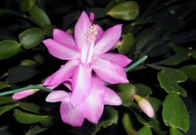 Schlumbergera 80er.JPG