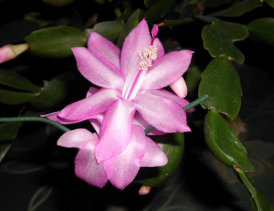 Schlumbergera 80er (2).JPG