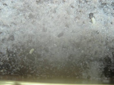 Epi Guatemalense f. Monstrosasämlinge.JPG