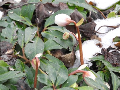 DSCN4600-k.jpg