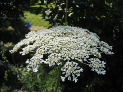 daucus_carota_4.jpg